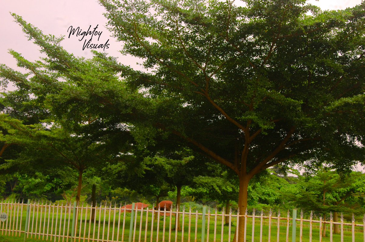 MightoyVisuals's tweet photo. Feel it. Love it. Keep it. Preserve it. Purge it.
And you will feel the result of beauty.
@MightoyVisuals #beauty #nature #beautyofnature 🏞 #green #trees #leaves #garden #photo #photography #beautiful #naturephotography #mightoyphotography #mightoyvisuals #rock #freeshot https://t.co/KFsqQZRGxT