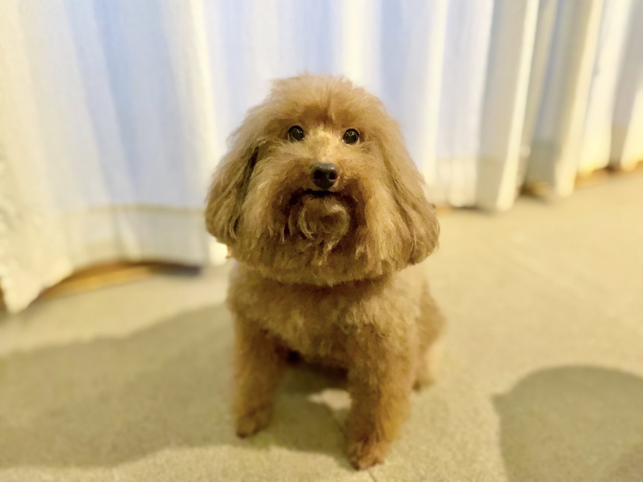 トイプードルの森くん Mori Menkoi Twitter