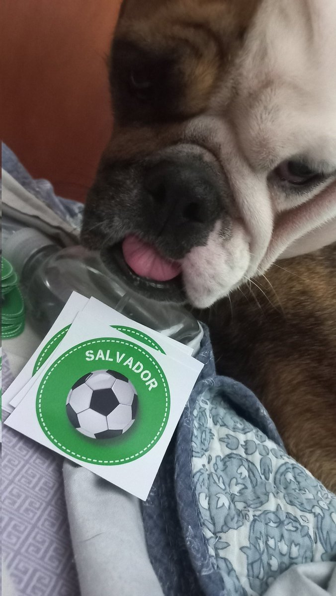 FioBarret's tweet photo. Mamá decile a salva que yo también estoy ayudando para su cumple ♥️🐶😍 https://t.co/7QcgdGDROw