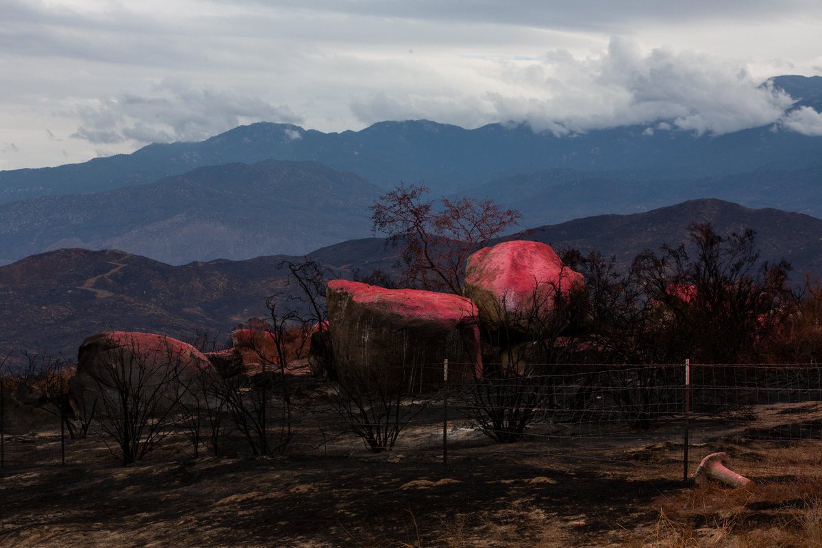 Alisha Jucevic tweet media