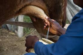 _WingFarm's tweet photo. The Agriculture sector presents a huge opportunity for the creation of employment to absorb the rising number of unemployed youth and ensure the achievement of food security for future generations. 
#youth #zerohunger #letsendhunger https://t.co/OBnCPo2HmC