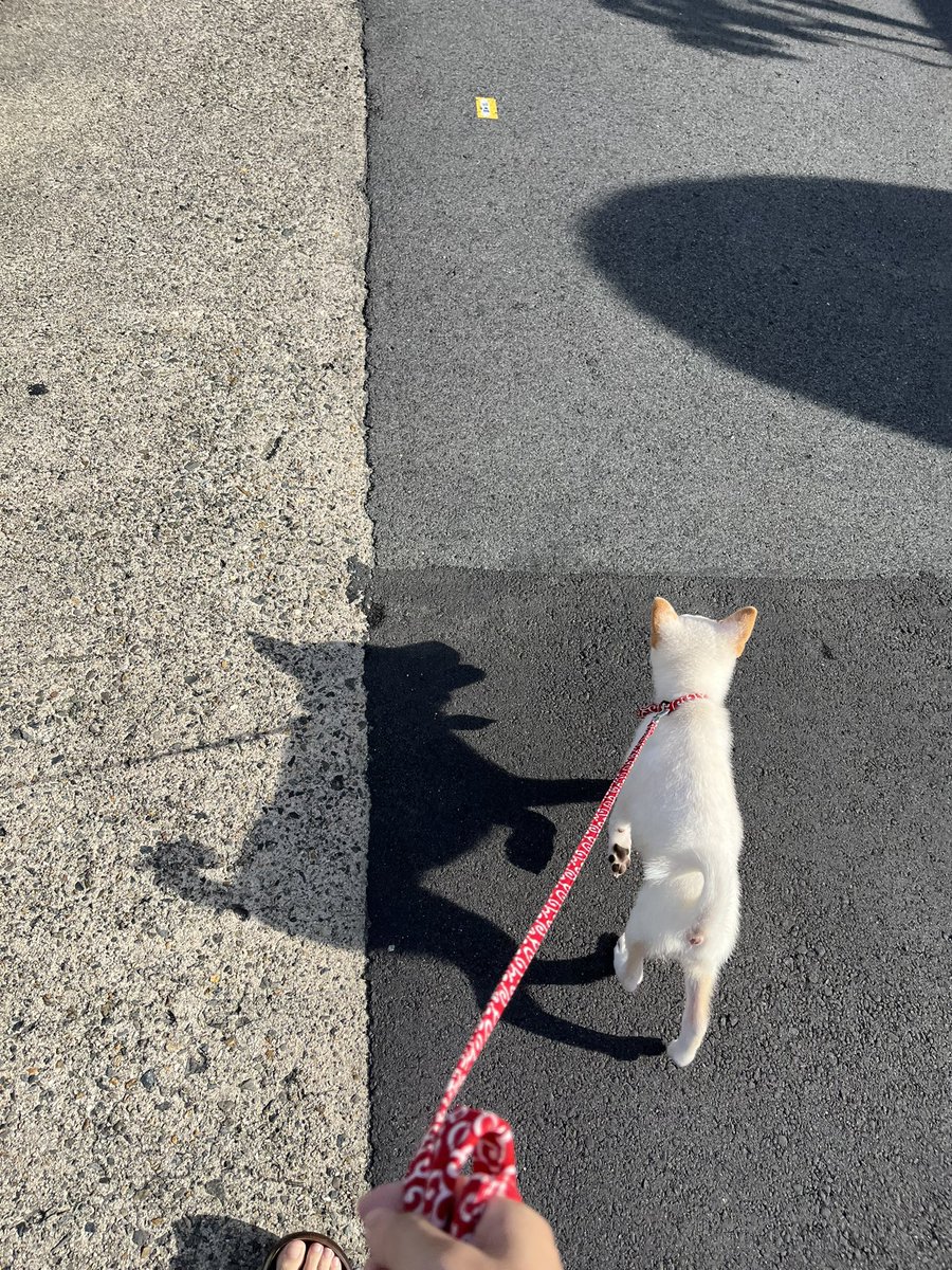 hare06101's tweet photo. 朝からお散歩🐾🐾
ハレと影🐕

 #犬   #いぬ   #いぬすたぐらむ 
 #犬すたぐらむ   #犬好きな人と繋がりたい 
 #柴犬   #しば   #しばいぬ 
 #子犬   #こいぬのいる暮らし   #パピー 
 #dog  #inu   #dogstagram 
 #doglover 
 #shibainu   #shiba  
 #pappy  #dogpappy https://t.co/pY3bW3BNC4