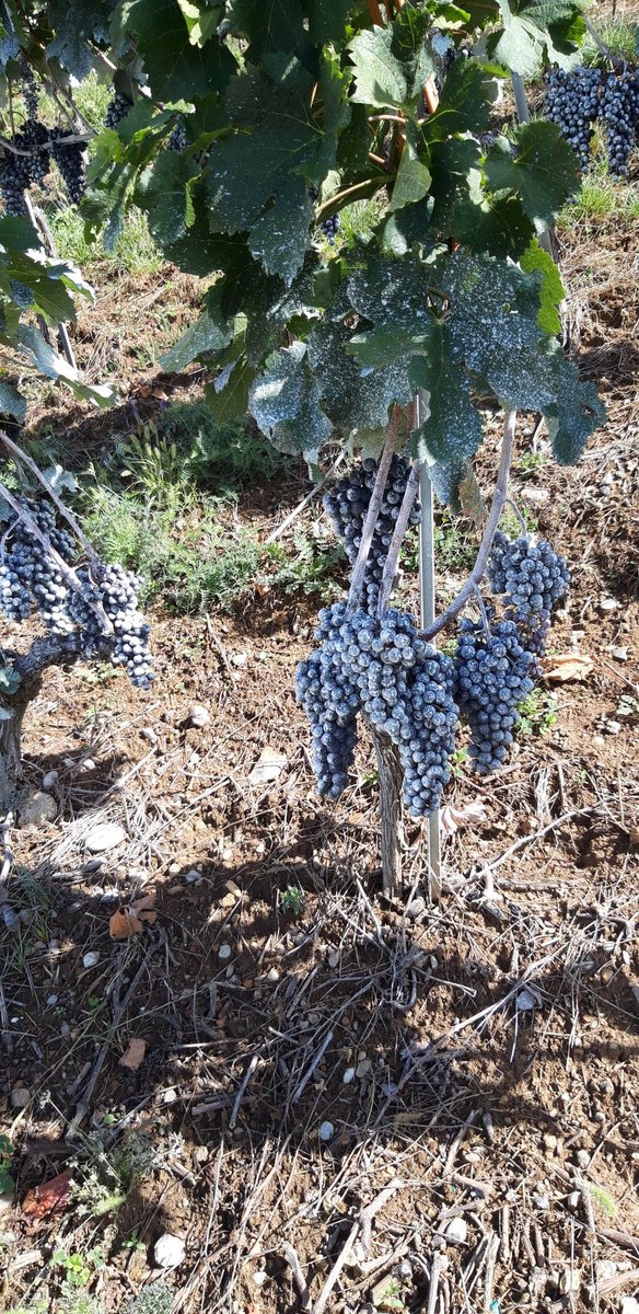 Sandraviscardi1's tweet photo. La vigne "enfarinée" pour lutter contre la mouche suzukii. #bex #vendanges https://t.co/wKJxxbEdkR