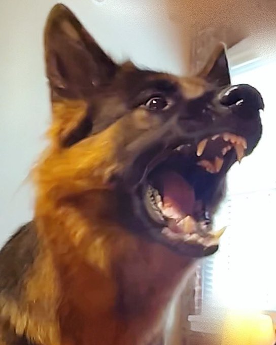 My sweet Miss Moose❤️ What would your funny caption be?🤣 #missmoose #protectiondog #nadianorth #gsd https://t<a href="/tag/gsd"class="tags"><span>#gsd</span></a><a href="/tag/nadianorth"class="tags"><span>#nadianorth</span></a><a href="/tag/missmoose"class="tags"><span>#missmoose</span></a><a href="/tag/protectiondog"class="tags"><span>#protectiondog</span></a>