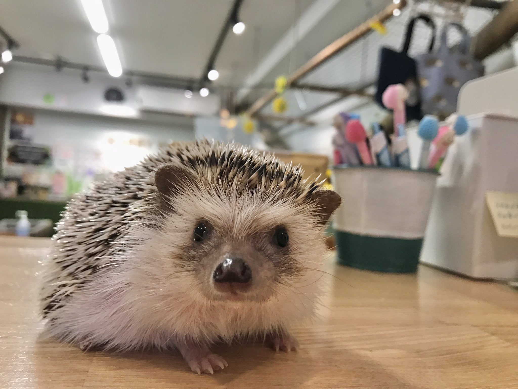 小動物カフェ Twitter Search Twitter