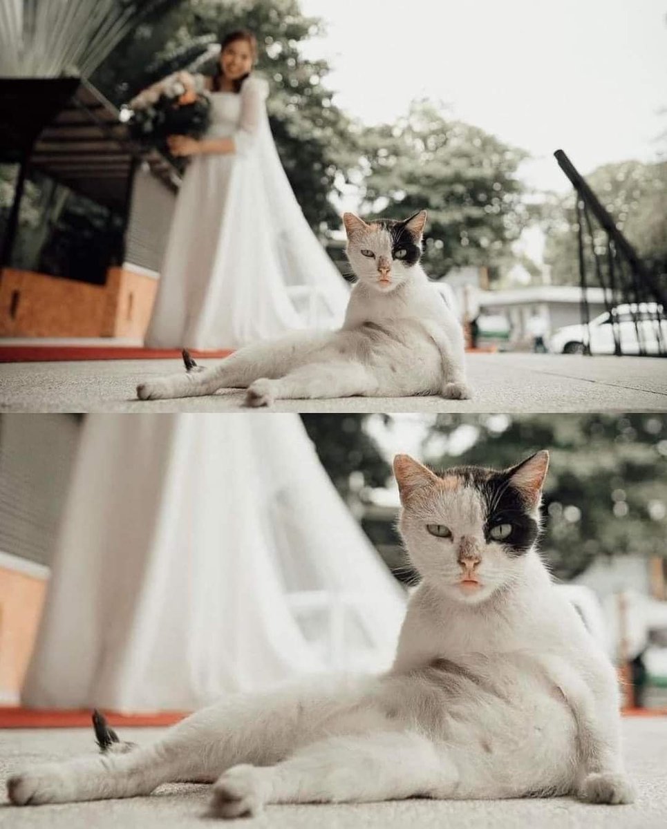 angel_icci's tweet photo. Smart cat 😎📸 
#catsofinstagram https://t.co/yoamqjbZi3