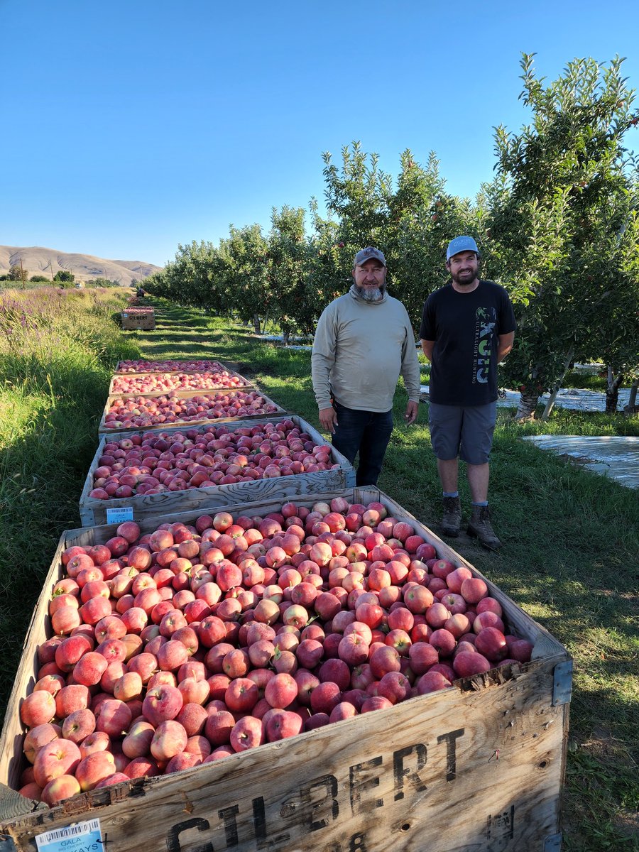 It has been a challenging harvest due to weather, but the resilient people I get to work with make all the difference #starrranch #gilbertorchards