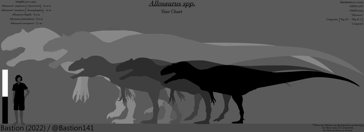 PaleozoicJen's tweet image. The #Allosaurus lineage has a large range of adult sizes between the various species, with the represented sizes being rough averages. 
It&apos;s easy to see the evolutionary growth Allosaurus underwent when you put all of them next to eachother. 

#Paleoart #sizechart #paleontology