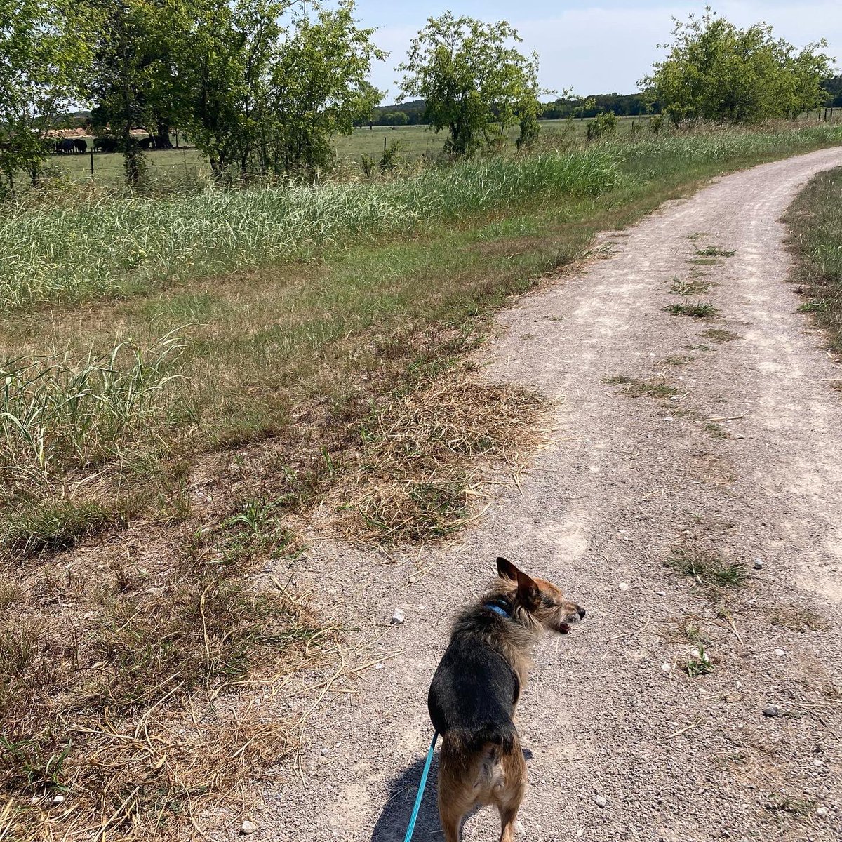 HerbieMooland's tweet photo. Can you believe these little legs did a whole 5 miles without giving up!? ๐๐พ๐พ๐พ
#stronglegs #strongwilled #tonsofenergy #happydog #spunkypup #walking #walkies #walktime #trail #walkingforacause #stopsoldiersuicide #musculardystrophyawareness #5miles #littledog #littlelegs https://t.co/fJBWHQtHGm