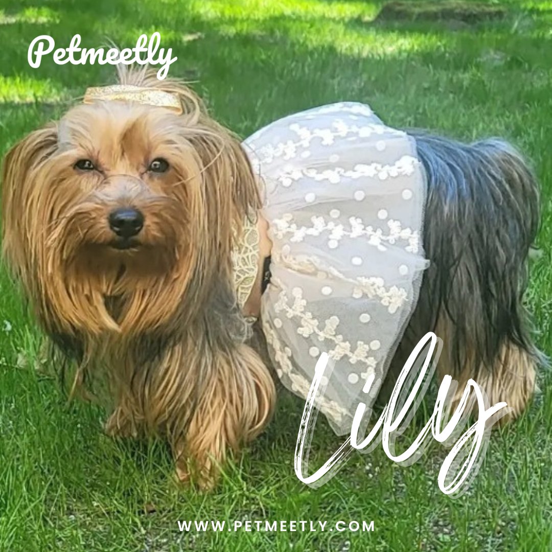 petmeetly's tweet photo. 👑Lily- Queen of the day👑
Breed: Yorkshire Terrier
Age: 2 years 5 months
Gender: Female
Weight: 6 lbs
Looking for a Lover 💕
Get in touch with me 👉 https://t.co/lGiZvqapf8
#petmeetly #dogoftheday #dogbreeding #purebreddog #breeding #breedingdogs #yorkshireterrier #findmate https://t.co/e33WaIBTKy