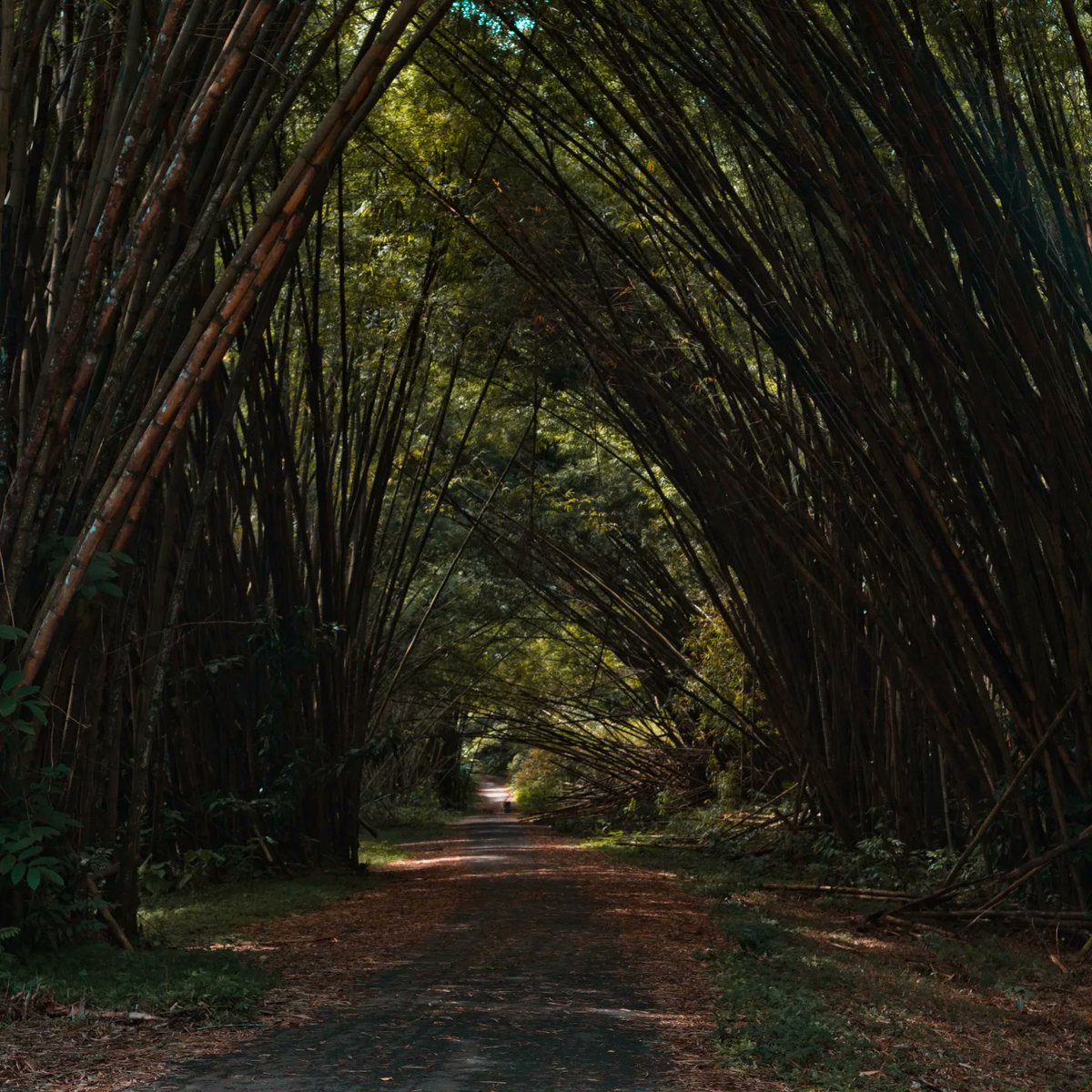 I got the chance to visit The Bamboo Cathedral in #Trinidad. What do you think? #CaribbeanTwitter #caribbeanphotography #fypシ #sonyA7Rii #nikonlens #50mm #picoftheday #Photo_Folio #Trinipics #grenadaphtographer