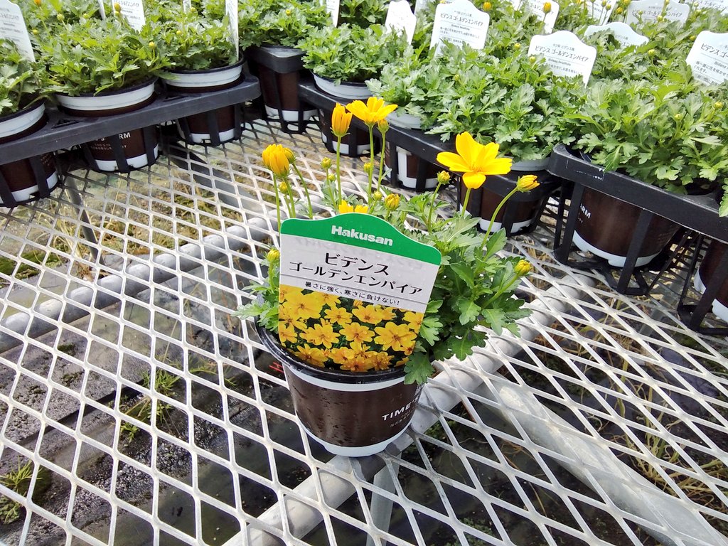 タイムズファーム Times Farm Twitter