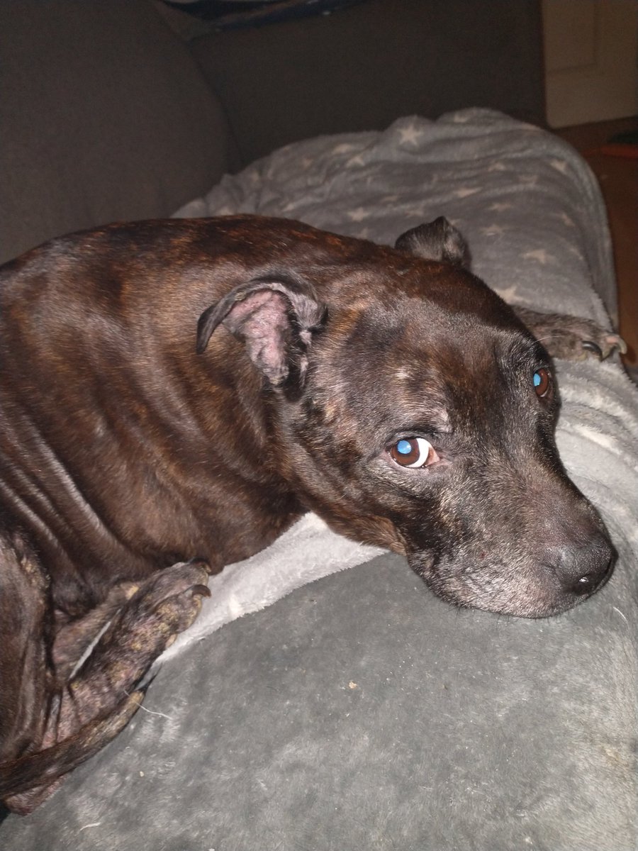 Geltza's tweet photo. RIP my handsome boy. https://t.co/6uUXn5LRMr