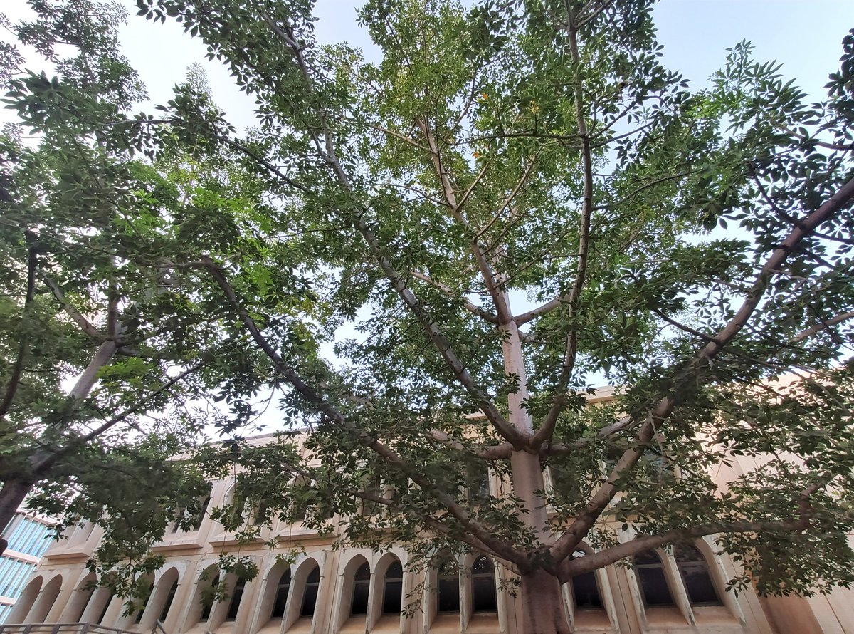 orly_segev's tweet photo. It's a good morning on campus.
@TelAvivUni @Tel_Aviv_Uni https://t.co/rIx6vnoCTL
