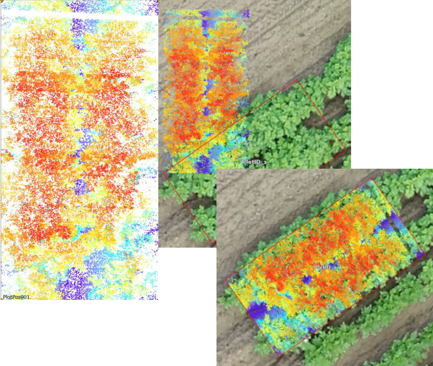 CropTraits's tweet photo. Complementing  drone images with high-res data. Exciting to see  recent alignment of LiDAR TraitSeeker point cloud (colors for height from blue 0 to red 70cm) and drone RGB image- potato plot. Thanks @wurcgi @HenkkraKramer https://t.co/ugaiAOgxE4  @WUR @NPEC_nl @RickvdZedde https://t.co/e2NGb4z9sI