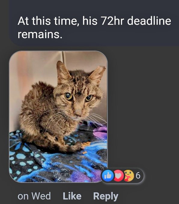 DubJH1009's tweet photo. https://t.co/Q3BV0AA3X8 https://t.co/RmWSrcZZlO #WILLBEMURDERED #MUSTBESAVEDNOW #DOSOMETHINGASAP #MUSTGETHELP #EMERGENCY #SOS #HELPIMMEDIATELY #MAYDAY #REDALERT #URGENT #SOS #CRITICAL #DESPERATE #EdinburgTX #cats https://t.co/vvzgMHbiwi