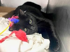 DubJH1009's tweet photo. https://t.co/9UkpyAXmSW #NeedsHelp #MustGetHelp #HelpASAP #RedAlert #SOS #Mayday #DoSomethingPlease #Emergency #Desperate #nyc #cats https://t.co/vd4VbAXdaT
