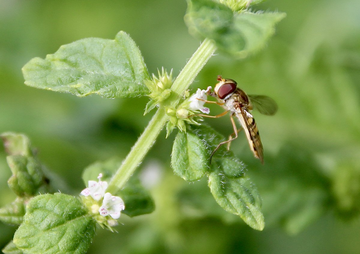 ChroniqueJardin's tweet photo. Un faux air d'ortie (sans poils urticants) pour la Lycope d'Europe. Les butineurs en apprécient les petites fleurs blanches, à l'aisselle des feuilles. #PlanteSauvage #MaraisPoitevin
À découvrir sur le site du jardin : https://t.co/JjjE3jeWT6 https://t.co/bA1QdkGf6V