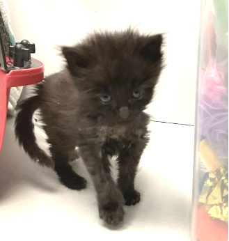DubJH1009's tweet photo. https://t.co/9Krf7Vv6r4 #NeedsHelp #MustGetHelp #HelpASAP #RedAlert #SOS #Mayday #DoSomethingPlease #Emergency #Desperate #nyc #cats #kitten https://t.co/pPnqDF3HCA