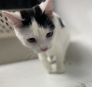 DubJH1009's tweet photo. https://t.co/mzxy4idB02 #NeedsHelp #MustGetHelp #HelpASAP #RedAlert #SOS #Mayday #DoSomethingPlease #Emergency #Desperate #nyc #cats https://t.co/258emYBkQW