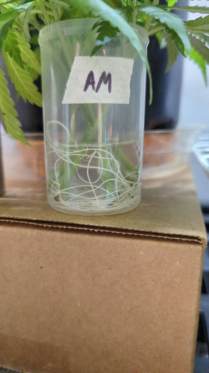 TempleGrower's tweet photo. Cloning is f*cking easy. Here's some  @SeedsmanSeeds Amnesia Fast. Simply take cutting (properly), slam it in a cup of water, wait, wait, wait a bit more, observe roots, plant, something something, profit. 😎🌱

#GrowYourOwn #CloneYourOwn #Cannabis https://t.co/D0sT3Mn6cJ