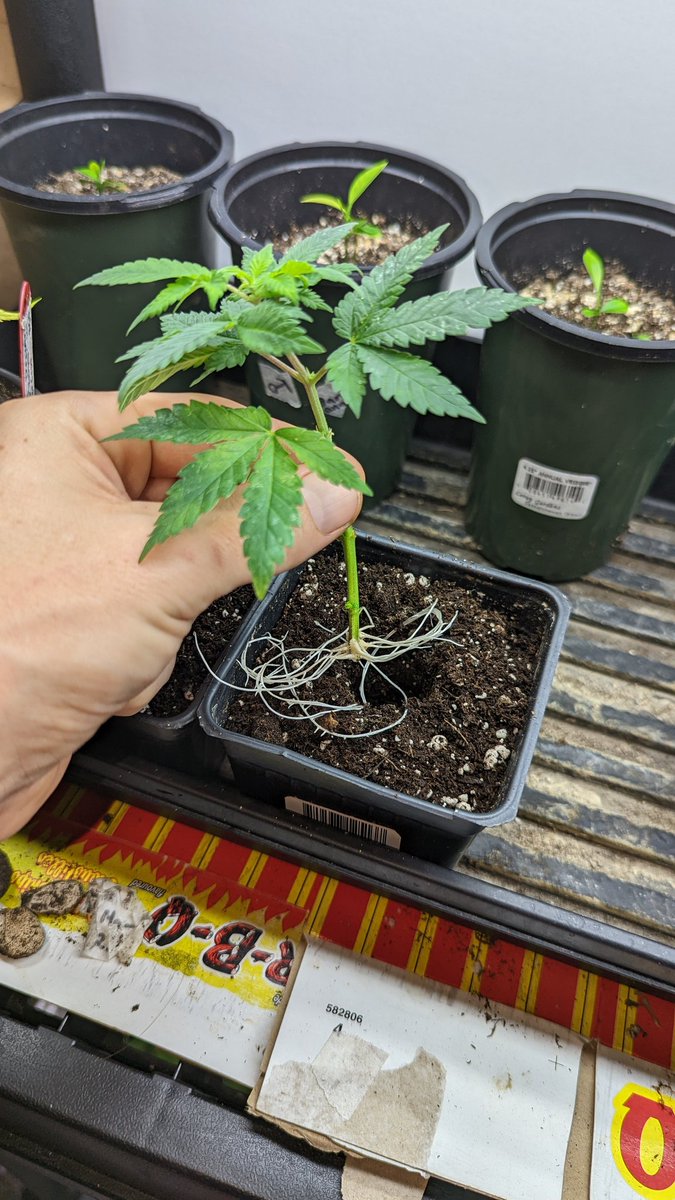 TempleGrower's tweet photo. Cloning is f*cking easy. Here's some  @SeedsmanSeeds Amnesia Fast. Simply take cutting (properly), slam it in a cup of water, wait, wait, wait a bit more, observe roots, plant, something something, profit. 😎🌱

#GrowYourOwn #CloneYourOwn #Cannabis https://t.co/D0sT3Mn6cJ