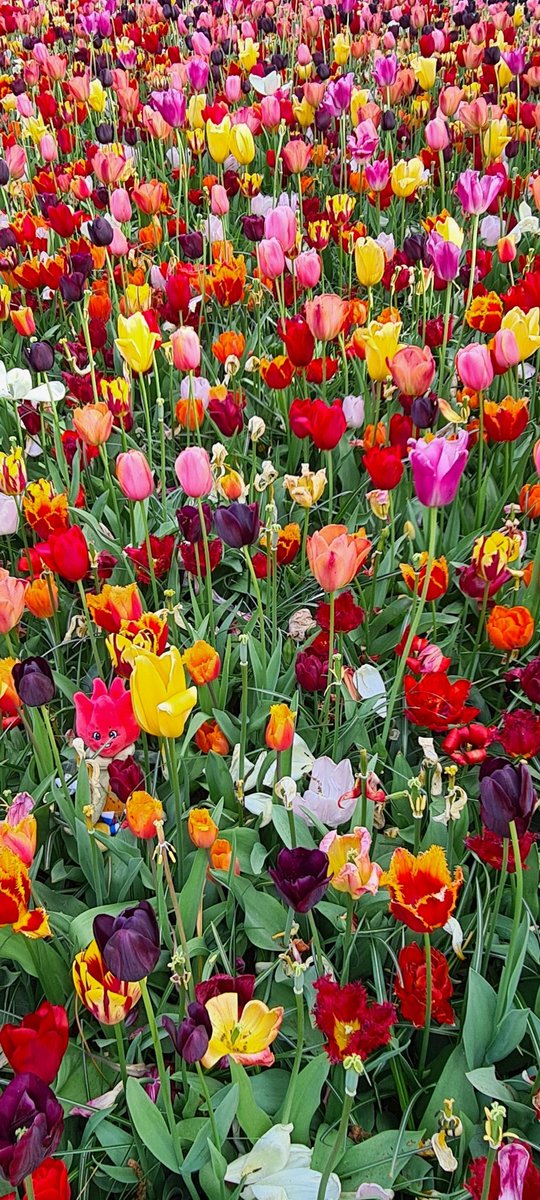 TillyTulp tweet media
