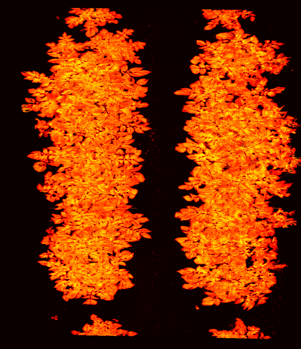 CropTraits's tweet photo. Here is a piece of "art"- recently captured (auto segmented) potato plot data (fused VNIR + LiDAR) GLI indice output image. Thanks @WUR, @NPEC_nl @RickvdZedde and https://t.co/ugaiAOgxE4 https://t.co/6ISm8BJjOs
