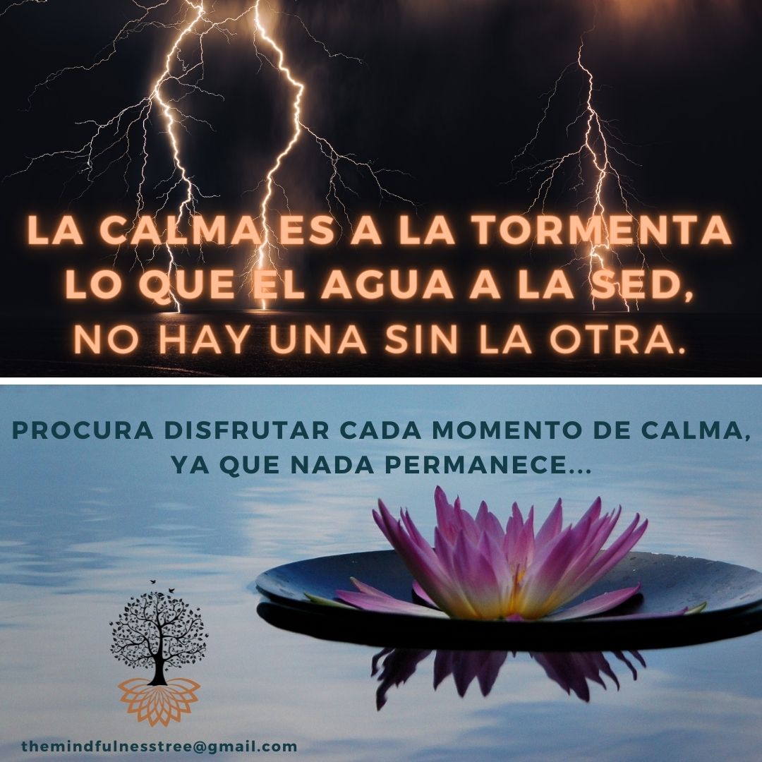 theMDFtree's tweet photo. #tormenta #calma #nohayunasinotra #agua #sed #Disfruta #Cada #momento de #tranquilidad #NadaPermanece #mindfulness #themdftree https://t.co/WvVEVikUc8