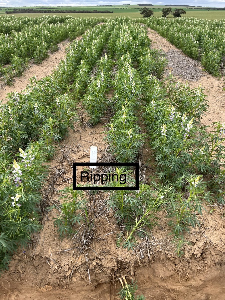 MsfMallee's tweet image. Managing mallee soils field walk. @Moodie_ag @AgEngUniSA talking soil amelioration results. Spading vs Wetter use Vs on row moisture delving. What’s better? Which constraints are being fixed? 🤔#Msfprojects @MRLandscapeSA @GRDCSouth