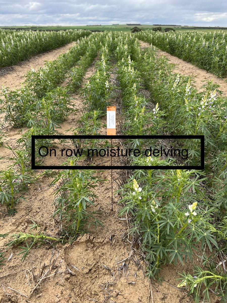 MsfMallee's tweet image. Managing mallee soils field walk. @Moodie_ag @AgEngUniSA talking soil amelioration results. Spading vs Wetter use Vs on row moisture delving. What’s better? Which constraints are being fixed? 🤔#Msfprojects @MRLandscapeSA @GRDCSouth