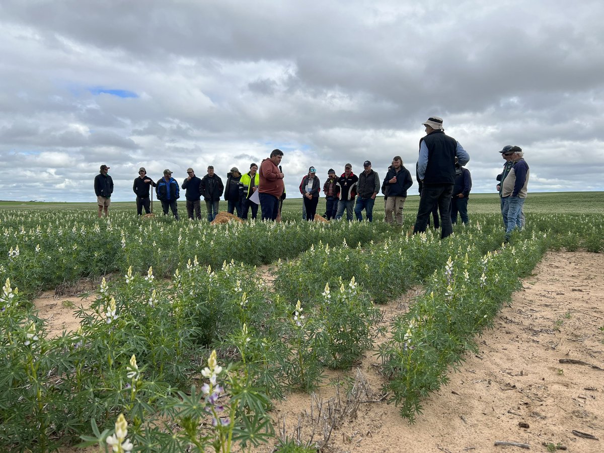 MsfMallee's tweet image. Managing mallee soils field walk. @Moodie_ag @AgEngUniSA talking soil amelioration results. Spading vs Wetter use Vs on row moisture delving. What’s better? Which constraints are being fixed? 🤔#Msfprojects @MRLandscapeSA @GRDCSouth