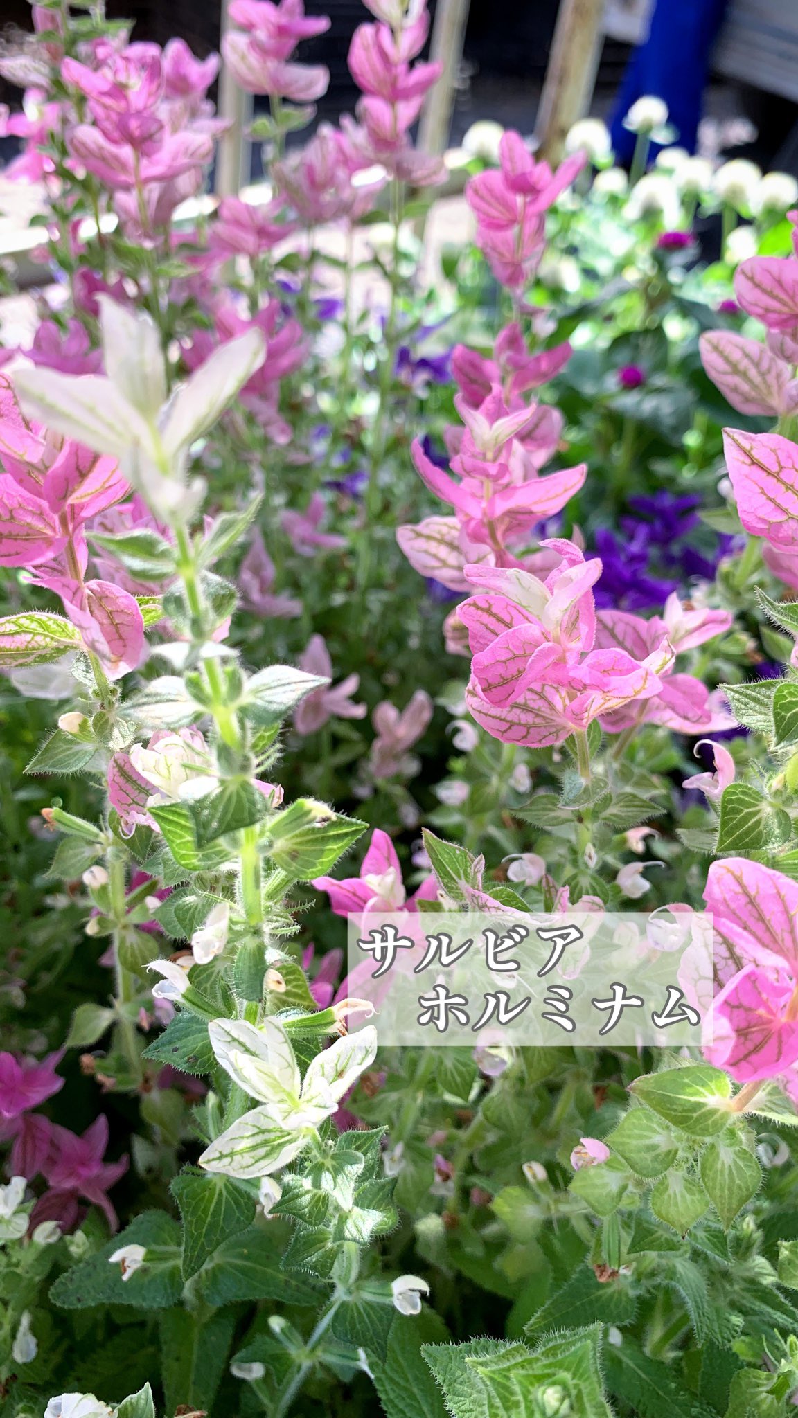 東京花壇 Tokyokadan 87 Twitter