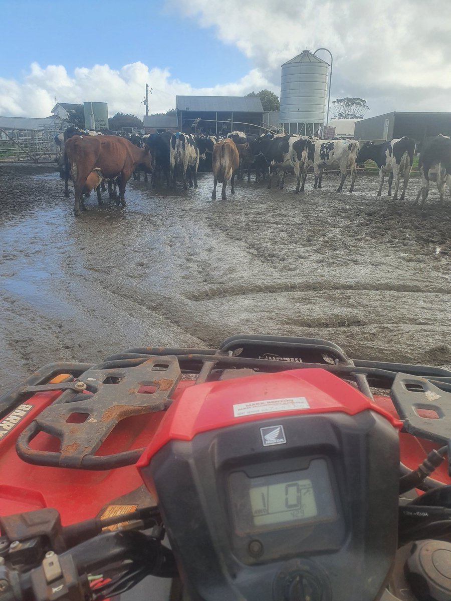 Craig Dwyer tweet media