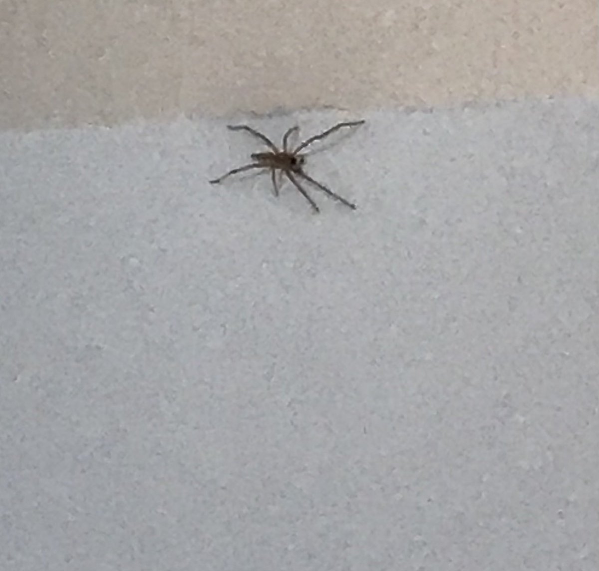 pepiii27's tweet photo. @Arachno_Cosas Hola, es de importancia médica? https://t.co/O2HifAffYX