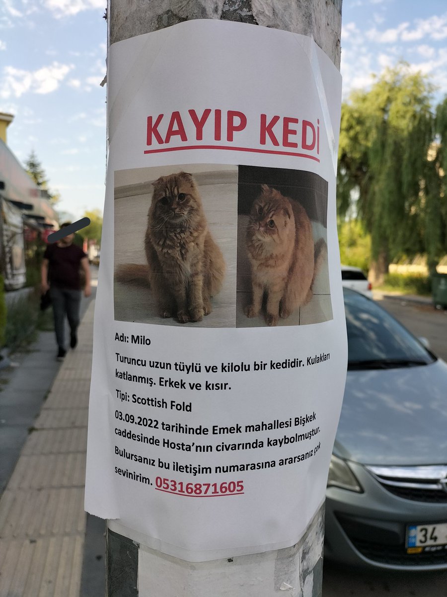 Ankara/Emek'te böyle bir ilan gördüm paylaşırsak belki Milo sahibine tekrar kavuşabilir. Lütfen rt yapalım.