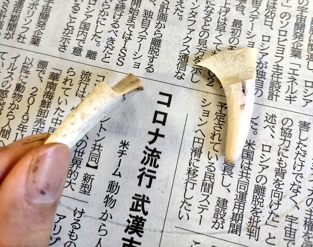 🦌の角加工して🐉の牙作った 