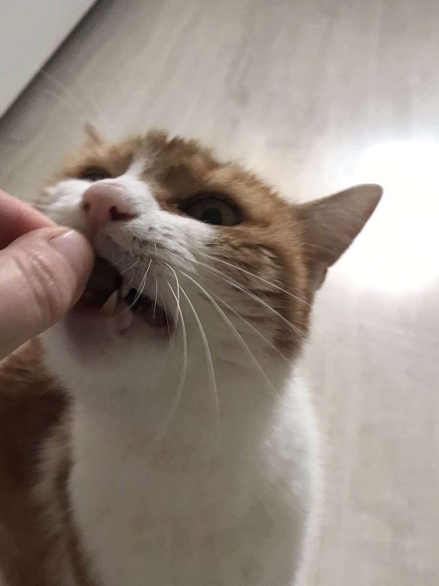 GrantvoMinga's tweet photo. The treats of the neighbour‘s cat are really 🤤 😛🤤😻

#CatsOfTwitter #twittercats #gingercats #gingercatsoftwitter https://t.co/ZewhbZoo6w