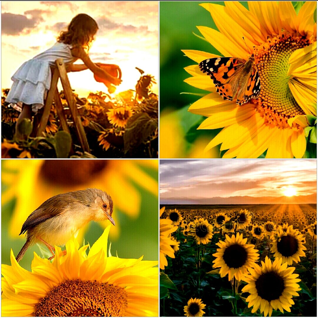 Du bist nicht hier, um Licht in die Welt zu bringen. Du bist hier, um Licht zu sein.
Je mehr Licht du in dich hineinlässt, desto heller wird die Welt, in der du lebst.🌹🌻

Ich wünsche euch einen wunderschönen Tag und eine glückliche neue Woche 🌹🌻