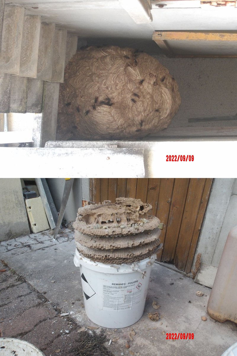 VitetCouverture's tweet photo. destruction d un nid de frelon difficile d accès https://t.co/kNauZDGsHx