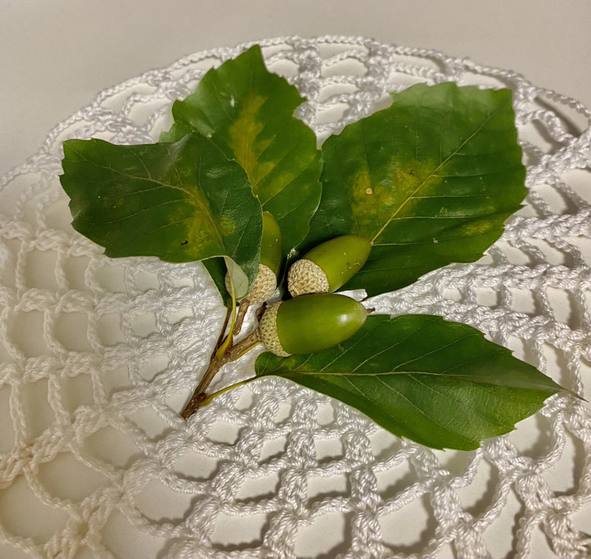 8Hachmitu8's tweet photo. 今年初の、落花生と、どんぐり
紐付き落花生と、緑色のどんぐり可愛い💕 https://t.co/NxijDUwqVf