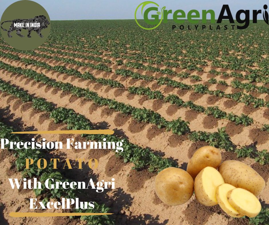 GreenagriP's tweet photo. Maximize your potato production using #greenagri #excelplus drip lines.
Upto 70%more yield.
A step towards sustainable agriculture.
#greenagri #greenagripolyplast #farming #AgTech https://t.co/roM5XImfM3