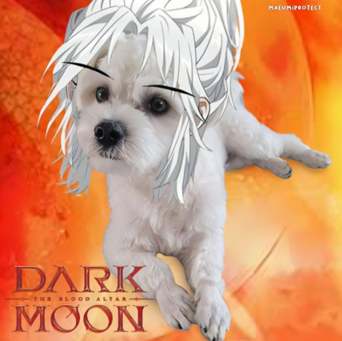 mini jakah from dark moon is here! 🌒🐾 (plsdo not remove watermark)  #maeumi #MaeumiVisualDog #maeumixjakah #darkmoon #jakah