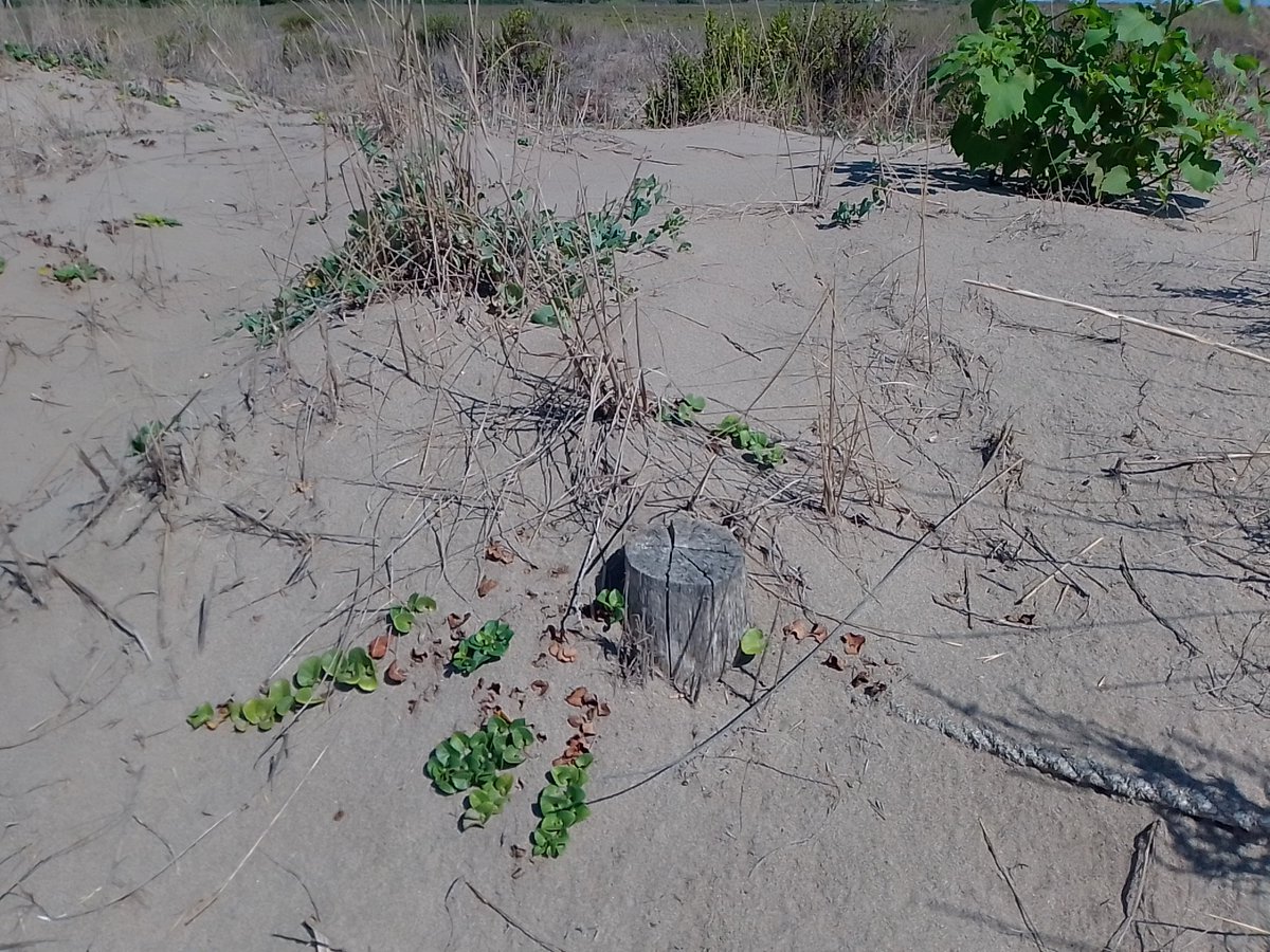 martisoriano's tweet photo. Els tutors a la platja dels #Eucaliptus són un bon indicador del nivell de sorra acumulada. Cada cop més tapats i amb més vegetació 🌱 al seu entorn que ajudem a protegir el front marítim dels possibles temporals #PNDeltadelEbre @toniesfo @batidivulga https://t.co/PS3jrBK5xO