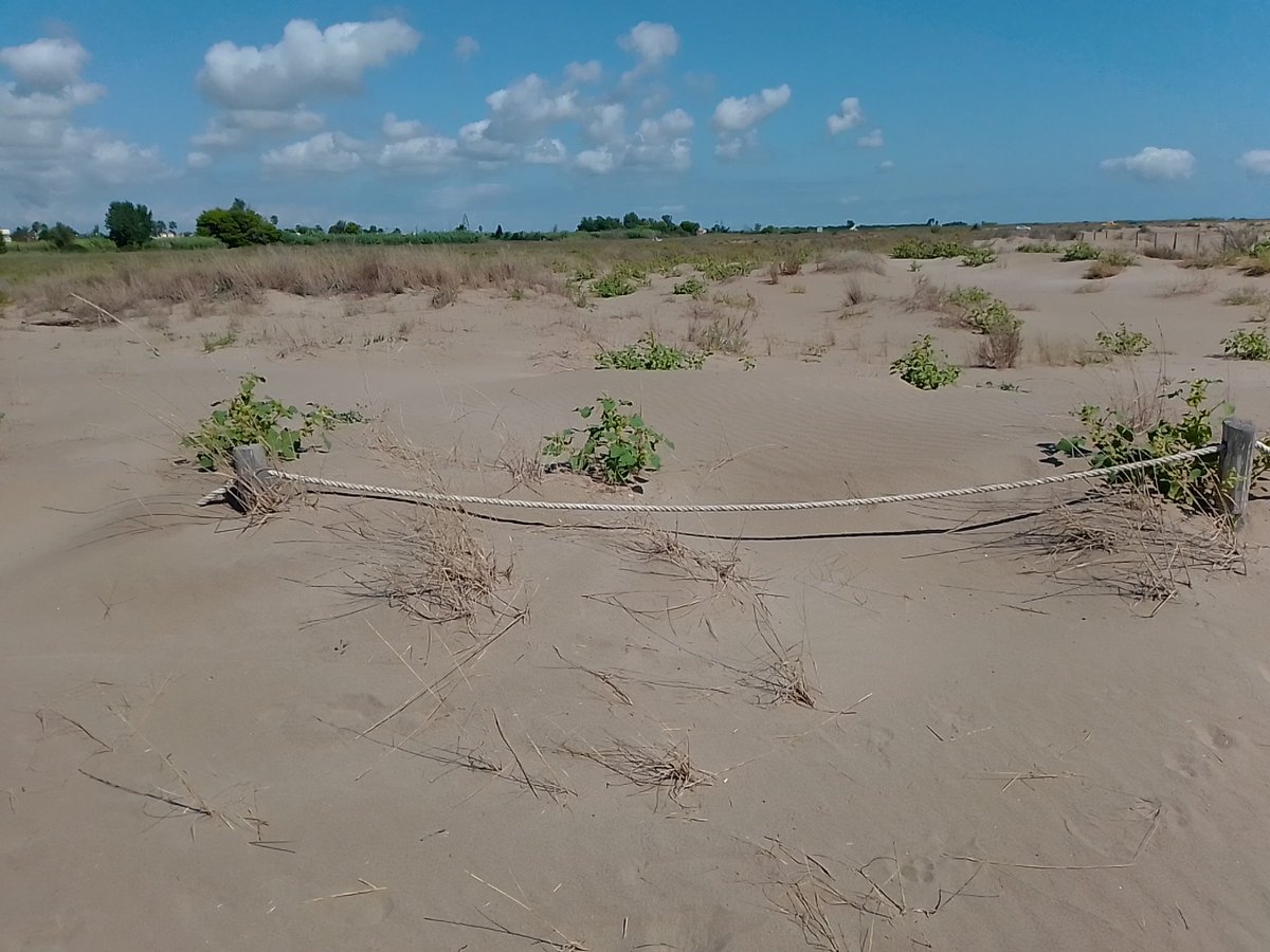 martisoriano's tweet photo. Els tutors a la platja dels #Eucaliptus són un bon indicador del nivell de sorra acumulada. Cada cop més tapats i amb més vegetació 🌱 al seu entorn que ajudem a protegir el front marítim dels possibles temporals #PNDeltadelEbre @toniesfo @batidivulga https://t.co/PS3jrBK5xO