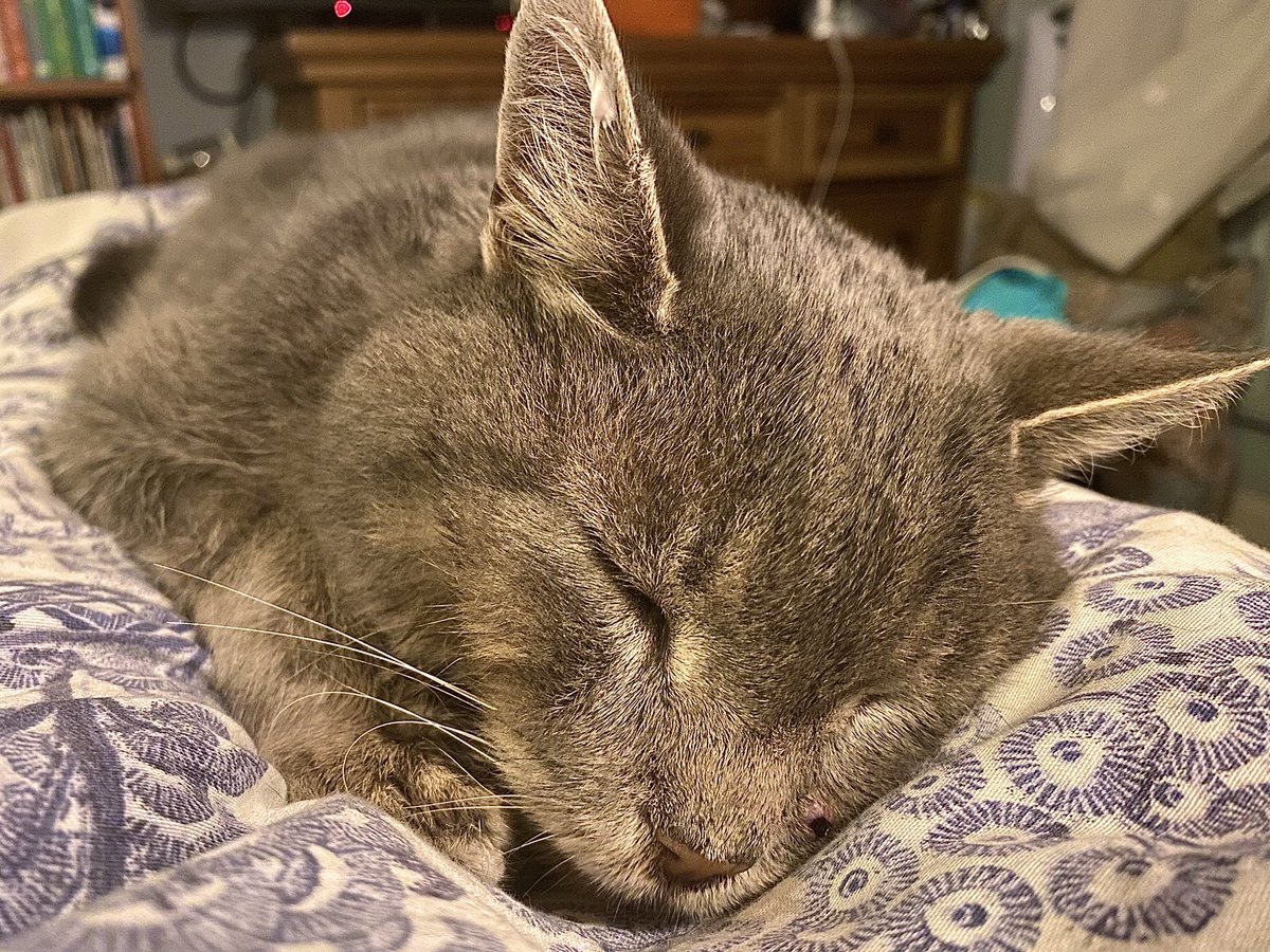 Malcolm & Baby Dog tweet media