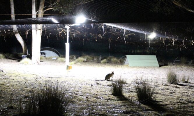 Ecological Society of Australia (@ecolsocaus) on Twitter photo At an inner-city university, mobs of wallabies are helping researchers understand how #artificiallight affects #nocturnalmarsupials.
<a href="/latrobe/">La Trobe University</a> graduate researcher <a href="/AliciaDimovski/">Alicia Dimovski</a> is one of many who have been #HelpedByHolsworth.
particle.scitech.org.au/earth/the-dark… At an inner-city university, mobs of wallabies are helping researchers understand how #artificiallight affects #nocturnalmarsupials.
<a href="/latrobe/">La Trobe University</a> graduate researcher <a href="/AliciaDimovski/">Alicia Dimovski</a> is one of many who have been #HelpedByHolsworth.
particle.scitech.org.au/earth/the-dark…