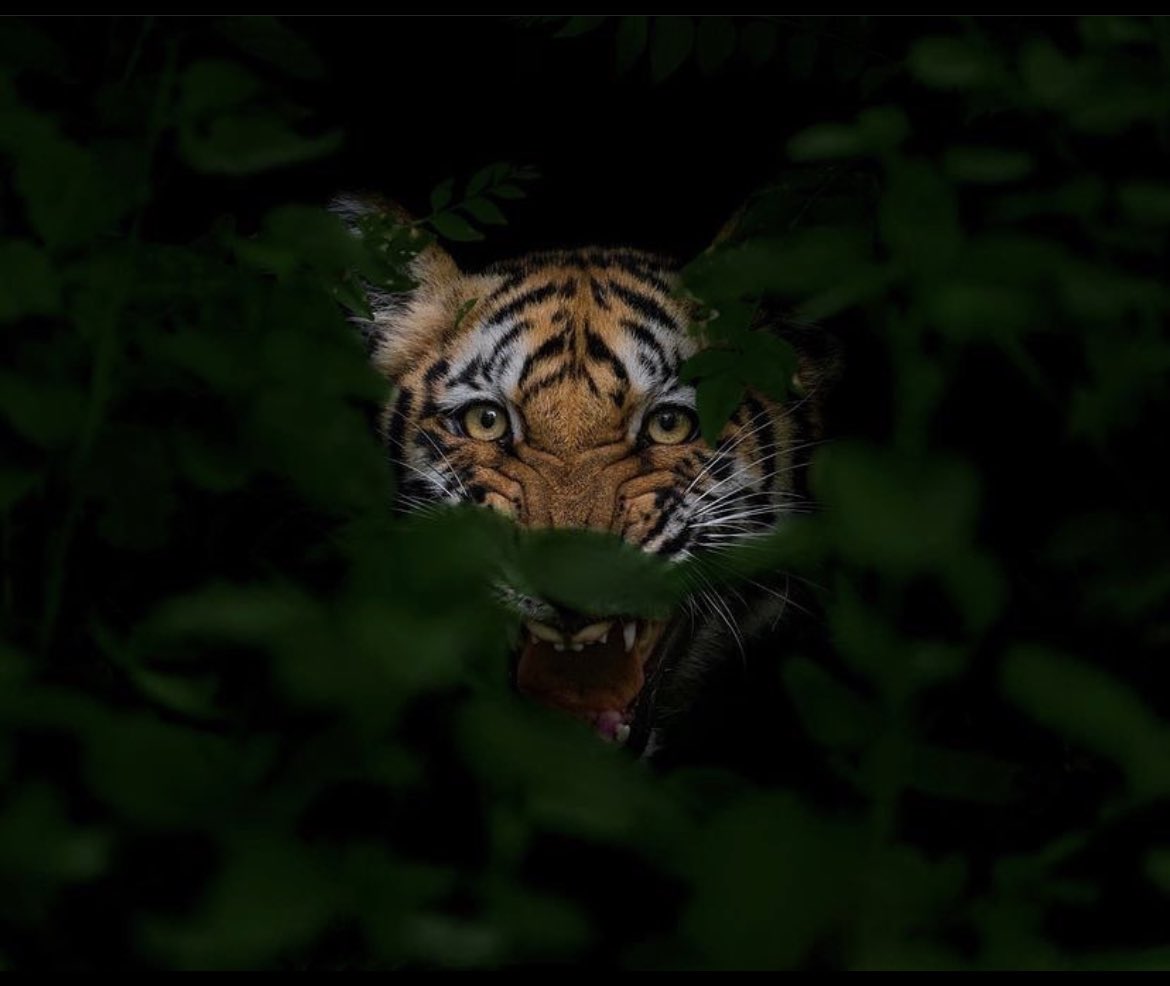 tigreplanete's tweet photo. Bon début de semaine ☀️
@_planettiger_
Jhirna, 2022.
I by @karamsrivastava
#wildlife perfection #wildlife seekers
#indianwildlifephotography#Wildlifeoflndia
#photography #bigcatsofinstagram #biodiversity
#BBCEarth #YesBBCEarth #_planettiger_ #camtraptions
#art #tiger #tigre https://t.co/dUWUTNZZJH
