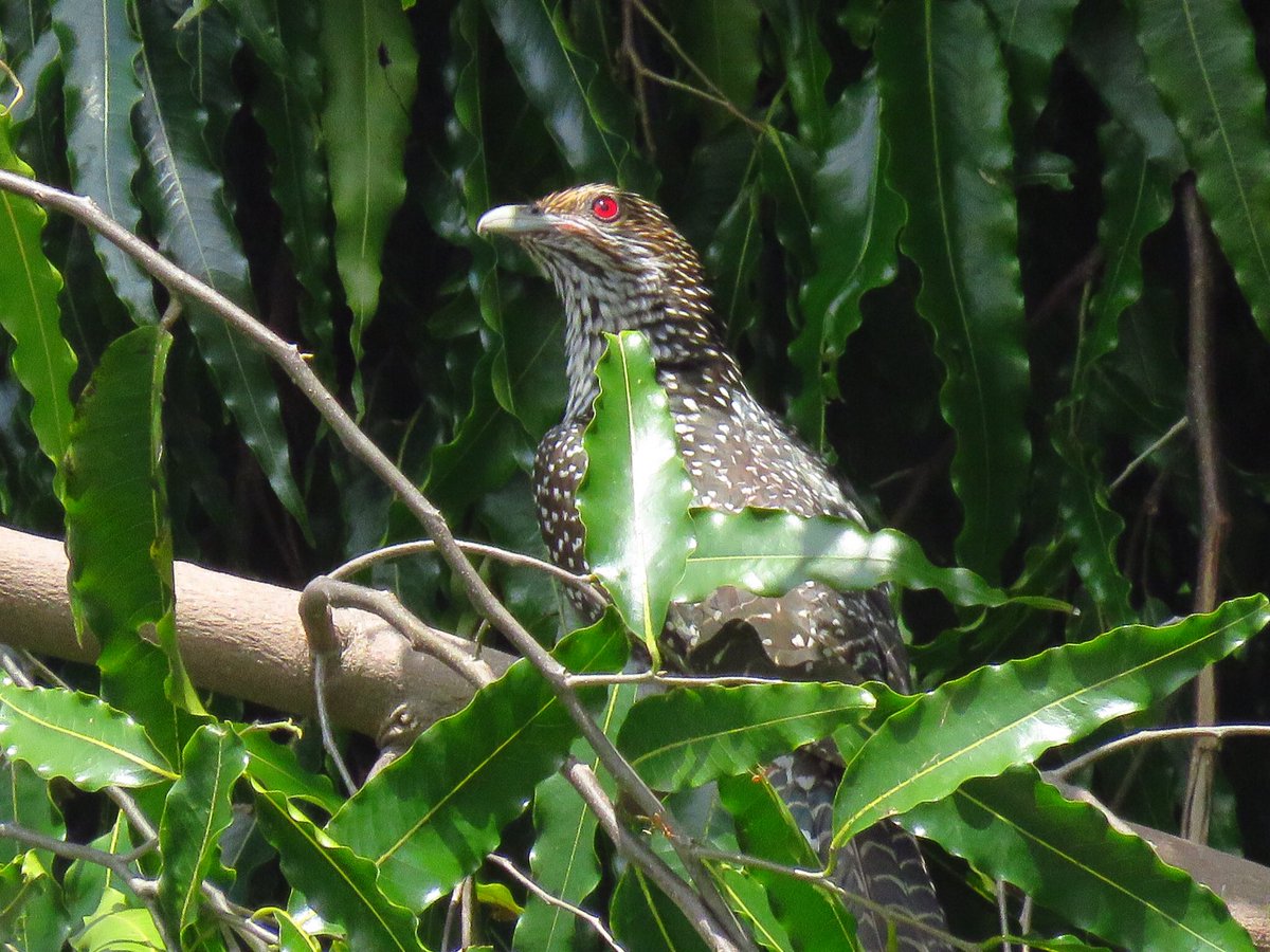 vrundavs's tweet photo. A red…. Which can drive away your #Mondayblues 
#koel #residentbirds #vrupix https://t.co/qdjQqNEYE0