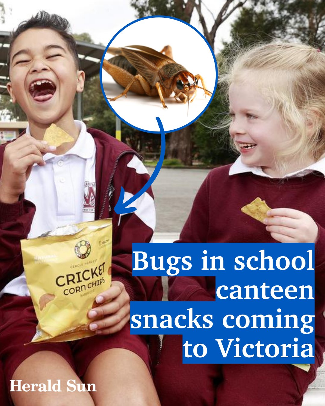 Herald Sun on X: Snacks made from bugs are being sold in school canteens across Australia, with the manufacturer saying they are healthy for kids and great for the planet. Would you Herald Sun on X: Snacks made from bugs are being sold in school canteens across Australia, with the manufacturer saying they are healthy for kids and great for the planet. Would you